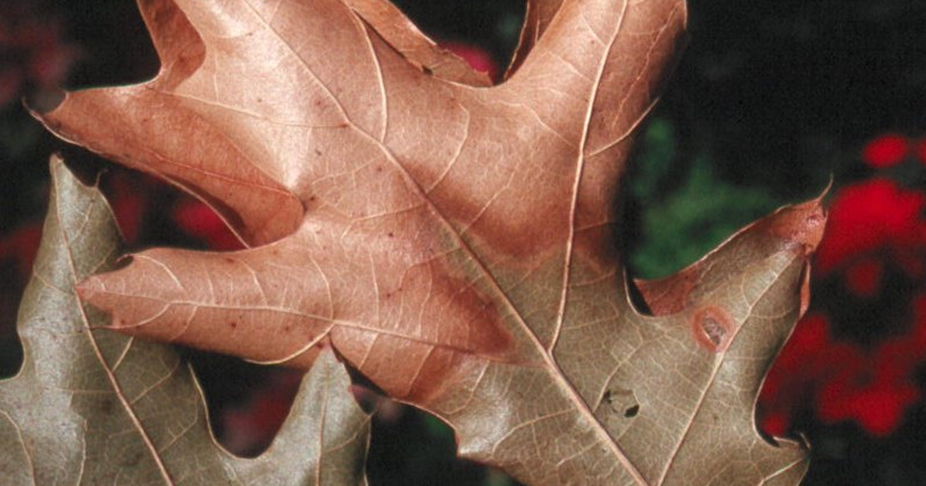 Oak wilt threatens Michigan trees; know the signs