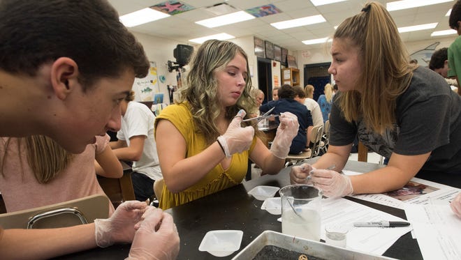 Gulf Breeze High School student, Madi Clay, examines the stomach of a Lionfish during Marine Science class Tuesday, Sept. 19, 2017, as lab partners, Cameron Stein, left and Tatum Burnham look on. 
