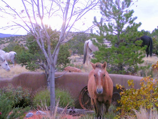 wild horses