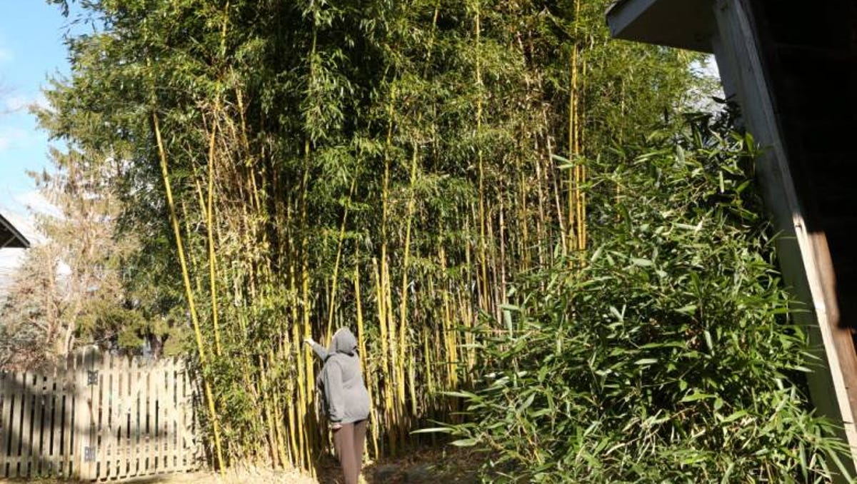 Бамбуковые растения для автомобилей