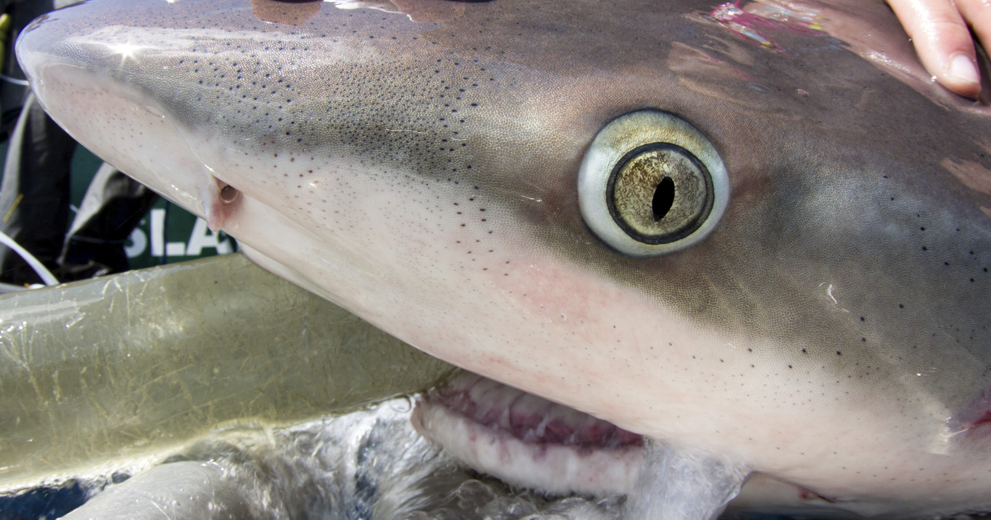 Florida led world in shark attacks in 2013