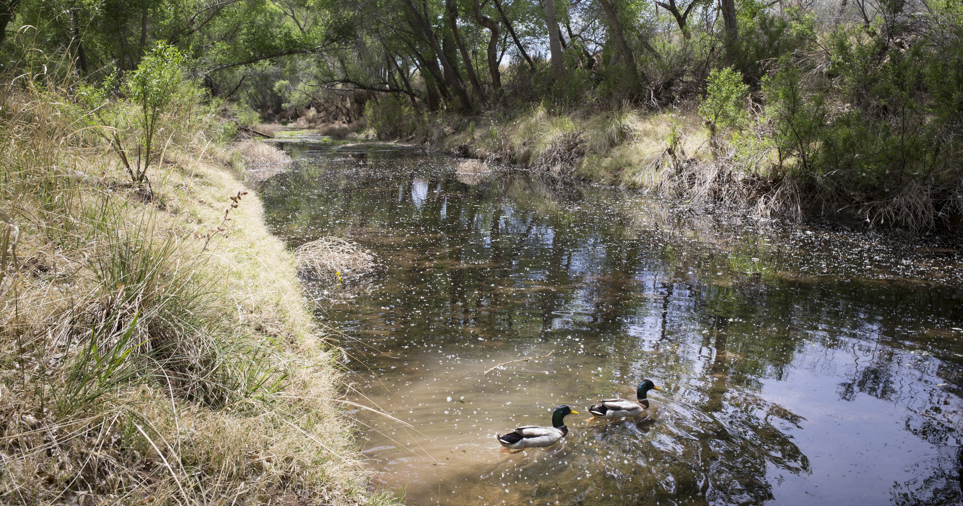 Villages at Vigneto is no major threat to the San Pedro River. Let's stick to the facts - AZCentral