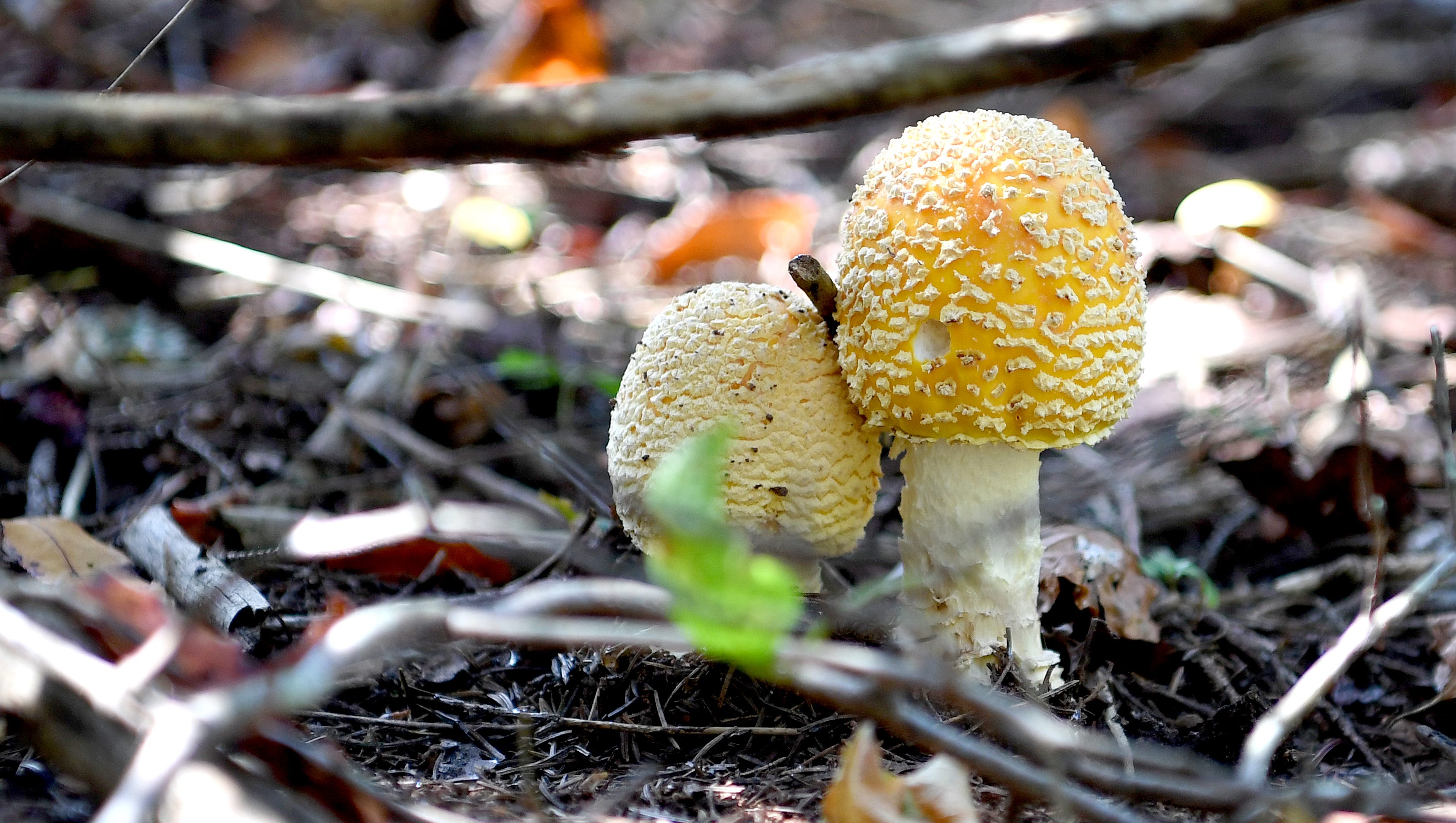 It's now legal to sell wild mushrooms in NC restaurants