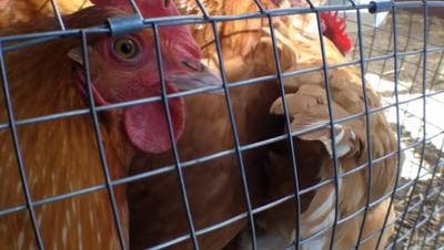 Sparks City Council voted on Monday to allow residents to keep chickens and bees with proper zoning and permitting.