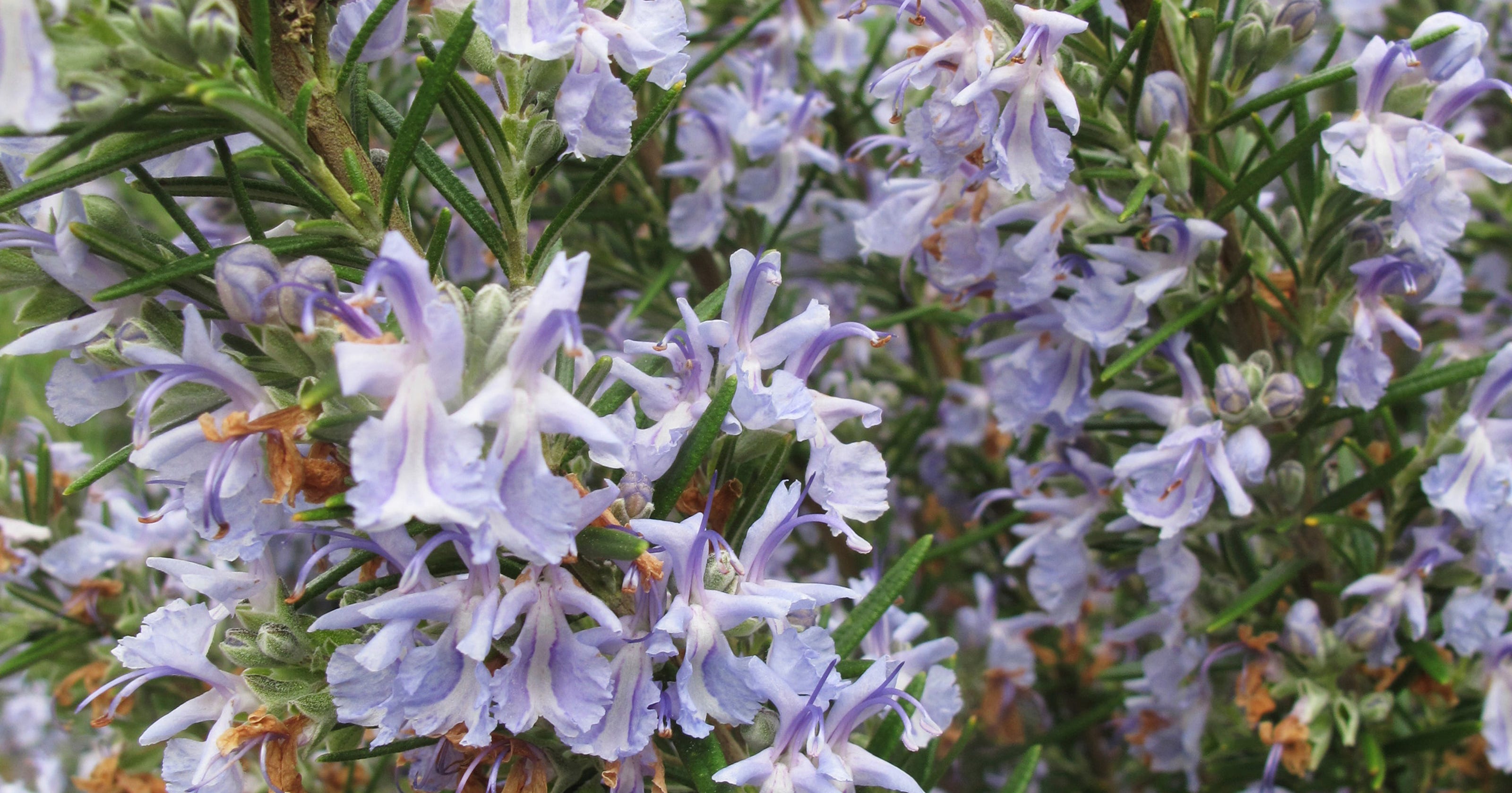 Rosemary bushes are perfect for the holidays