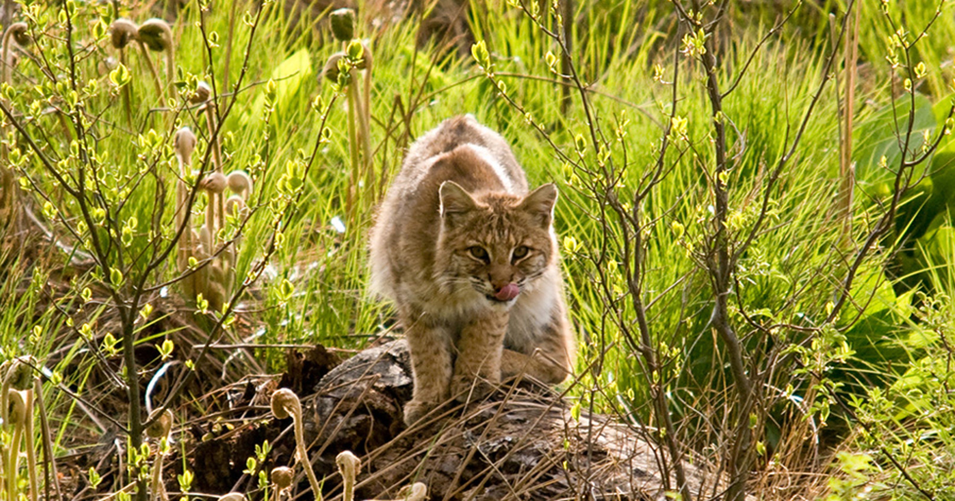 OPINION Bobcat population rebounding in New Jersey