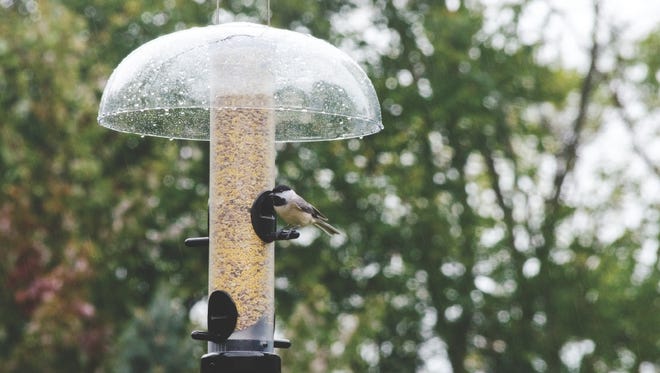 2) Commercial weather guards are available that protect gravity fed, tube, oriole and hummingbird feeders from rain that falls straight down.