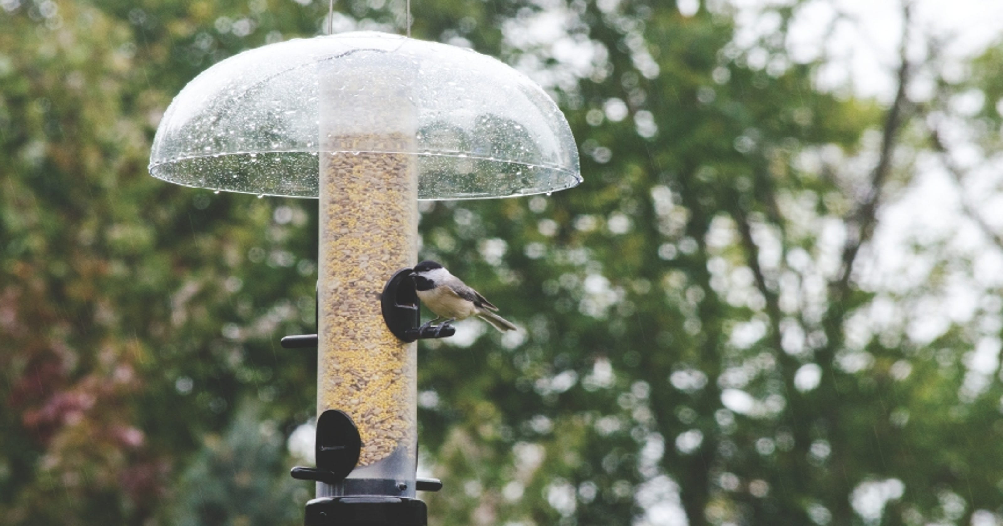 5 tips to keep your bird feeders moldfree