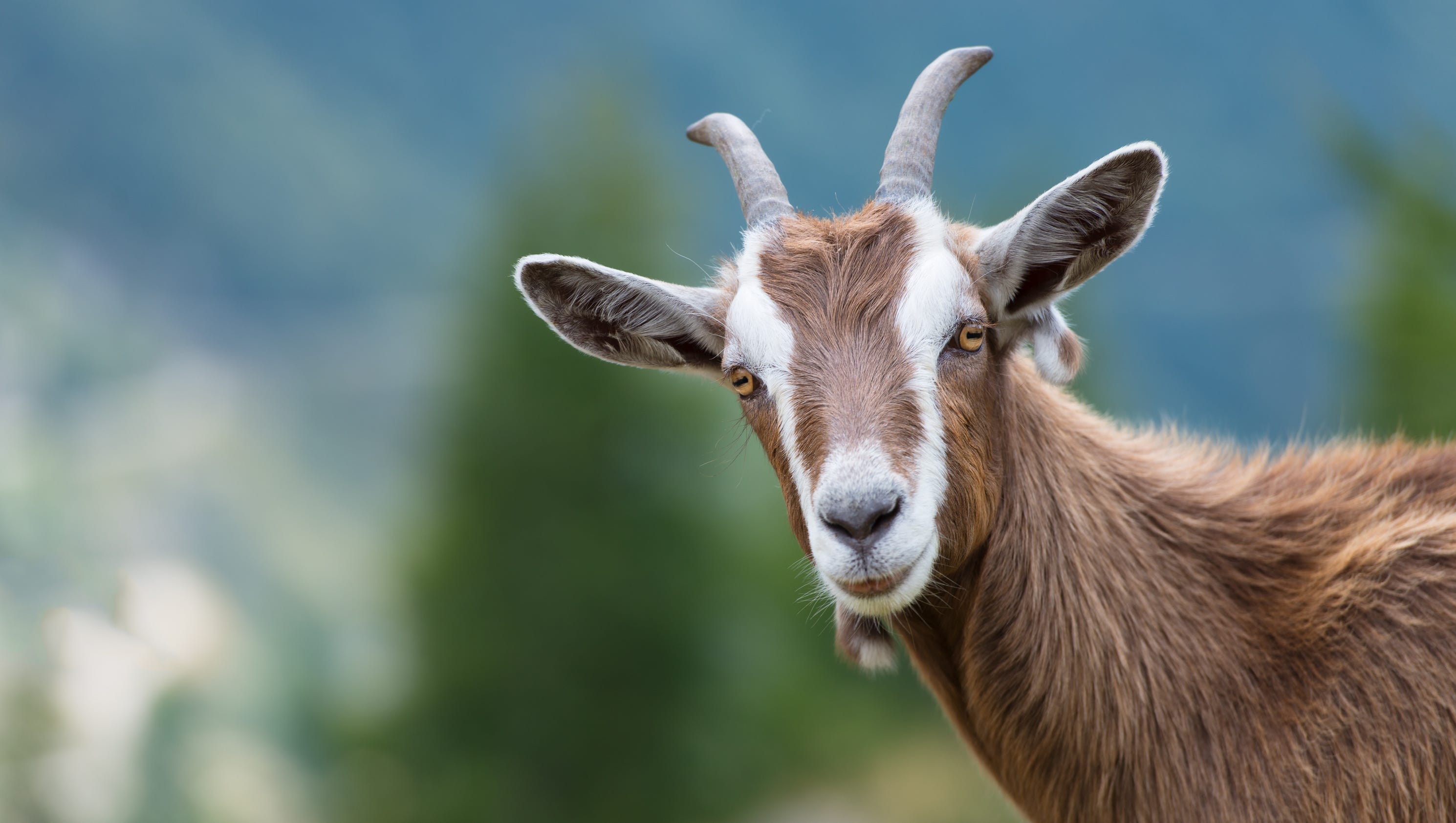 Goats eating poison ivy at Grand Rapid's Riverside Park
