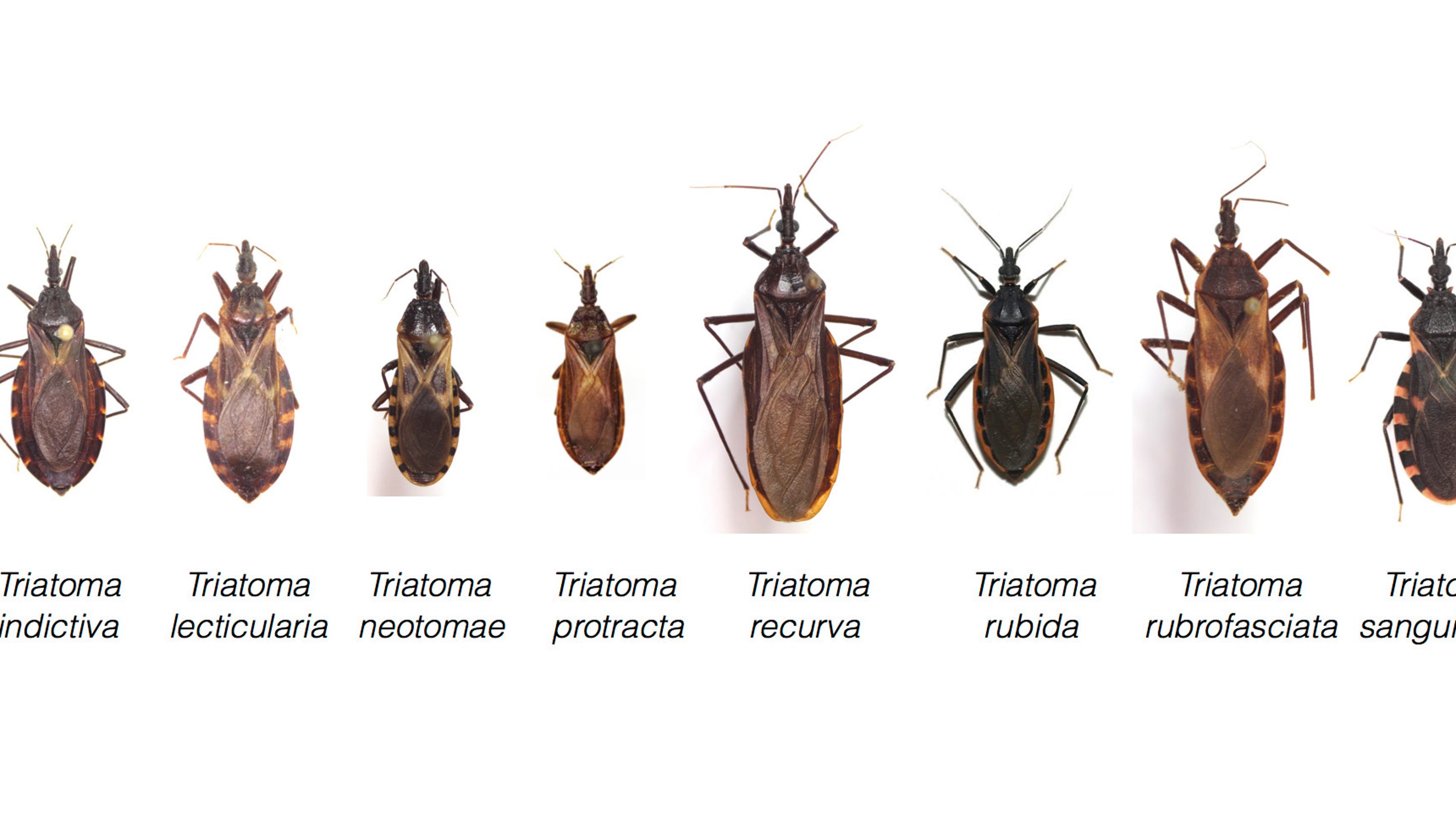 Texas has 11 types of kissing bugs and all carry deadly Chagas disease