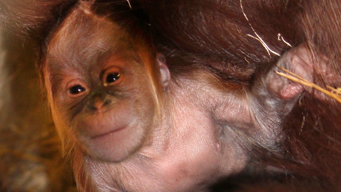 Indianapolis Zoo joins #CuteAnimalTweetoff competition - Indianapolis Star