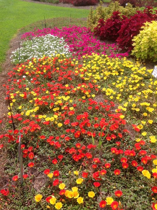 AgCenter names top bedding plants for 2015