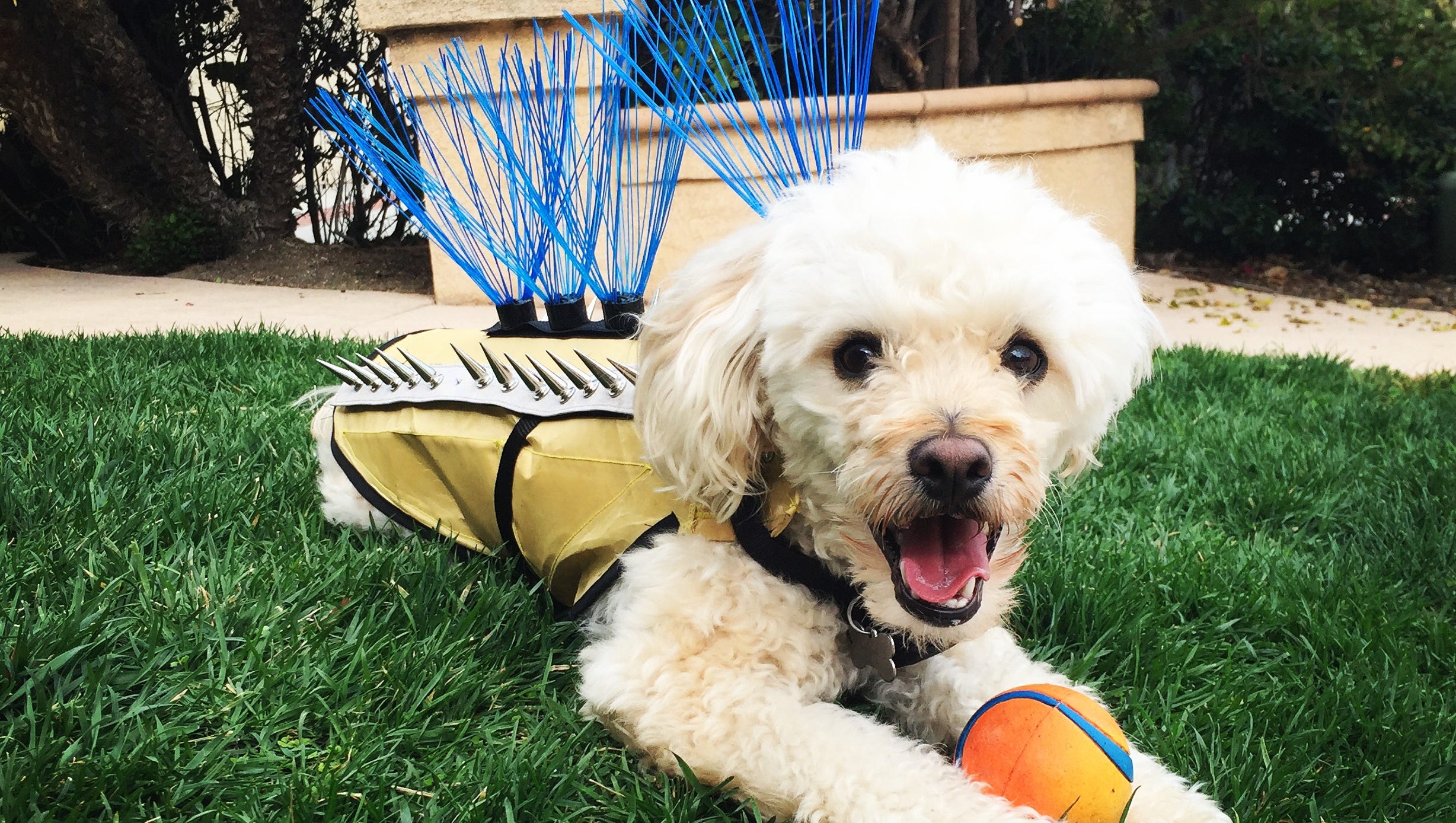 Coyote problem? Protect your dog with this vest | Pet Peeves