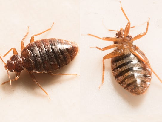 Closeup of two bedbugs.