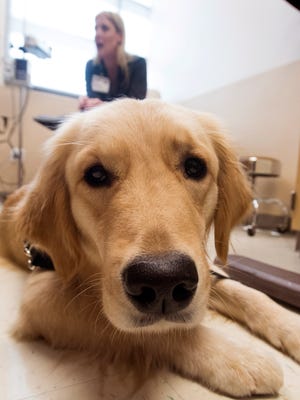 Sprout is the new therapy dog at Sacred Heart Hospital.