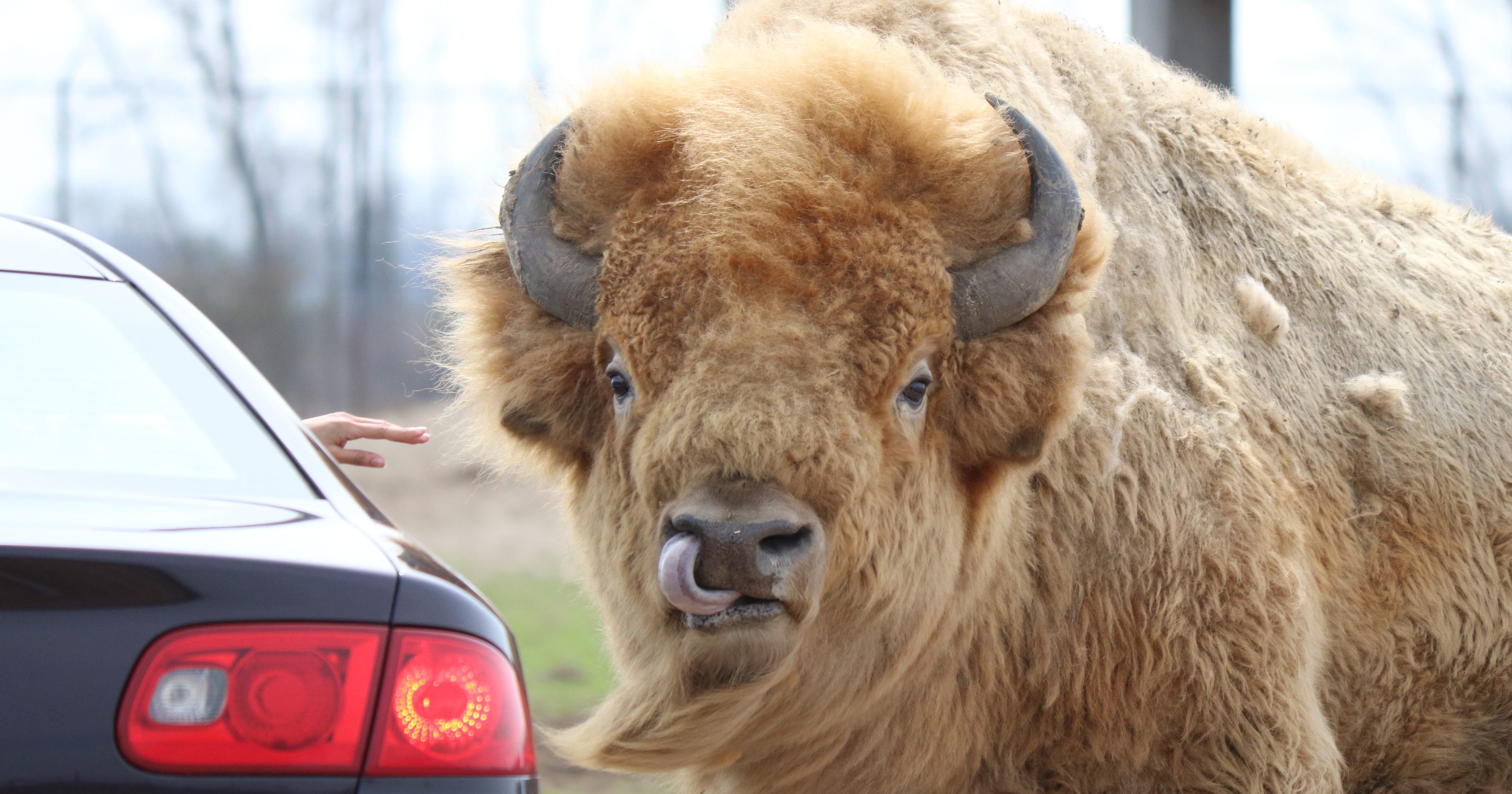 African Safari Wildlife Park opens for 50th season