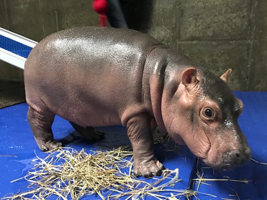Image result for baby hippopotamus