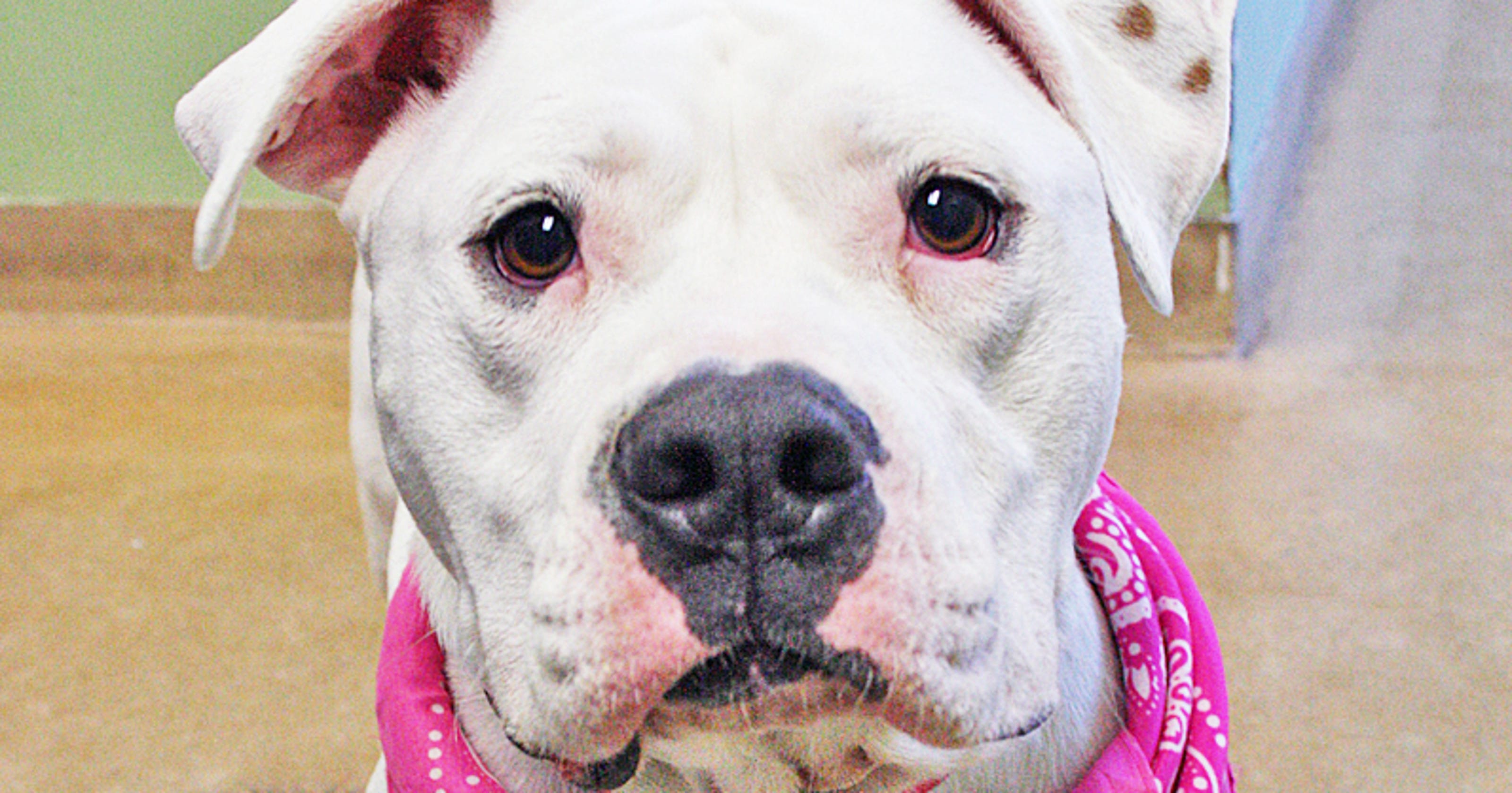 Pet of the week Duchess the dog