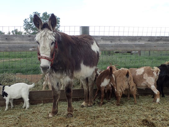 Donkeys are a key alert system for goats.