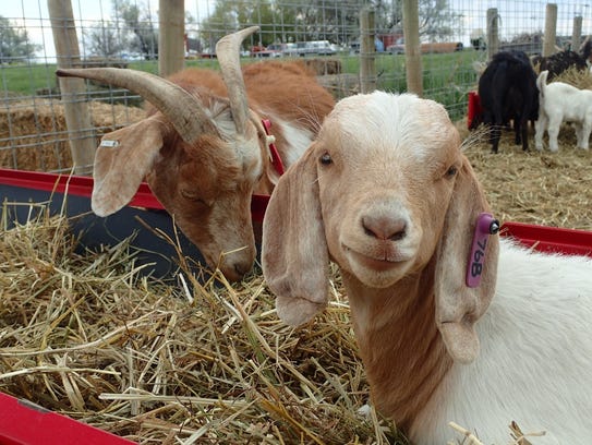 Goats can be vulnerable to predators.