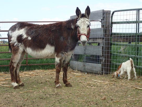 Donkeys can be effective in guarding goats against