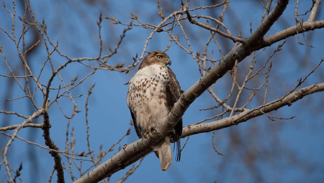 A Red-Tailed Hawk perches at Eagle Bluff Conservation Area near Columbia, MO.