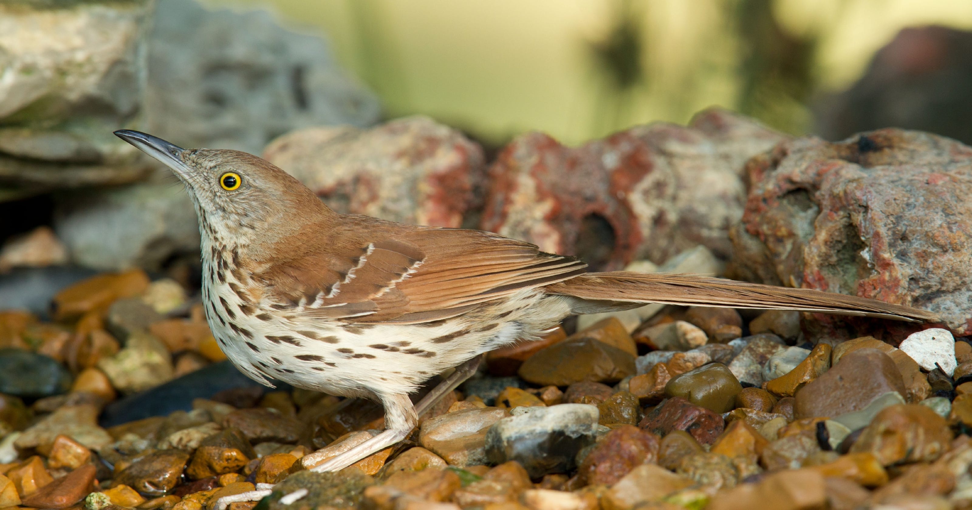 Critter of the Week Brown Thrasher