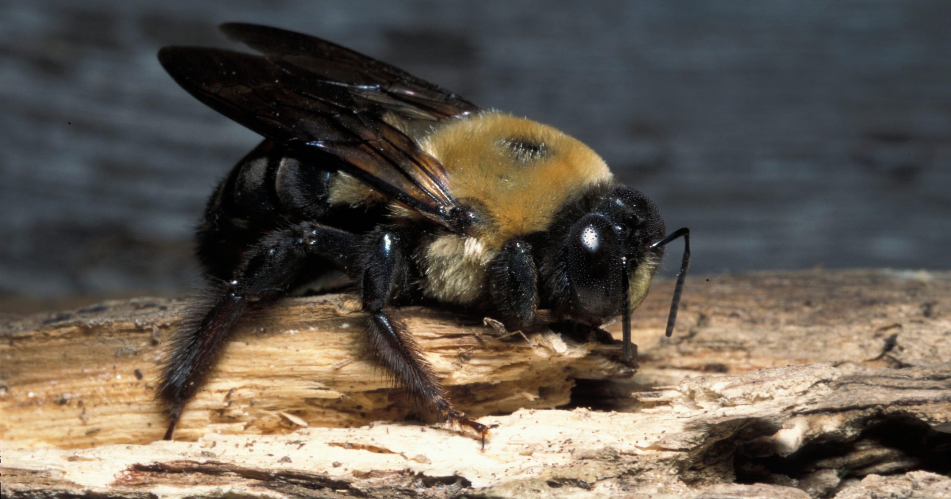 Critter of the week Eastern carpenter bee
