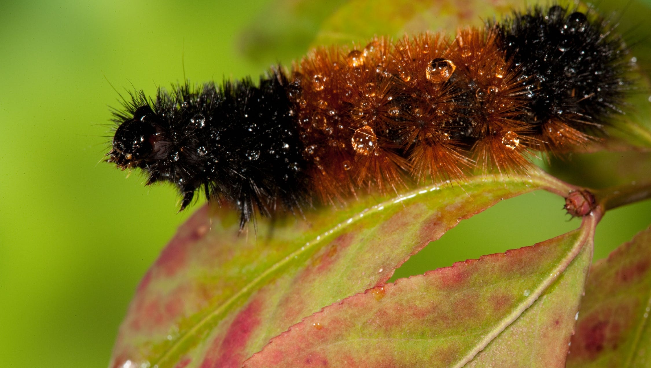 download black wooly caterpillar winter download black wooly caterpillar winter