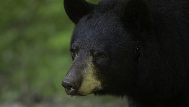 A black bear sow sniffs the air for danger in Forsyth.