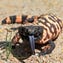 12 dangerous creatures that call Arizona home