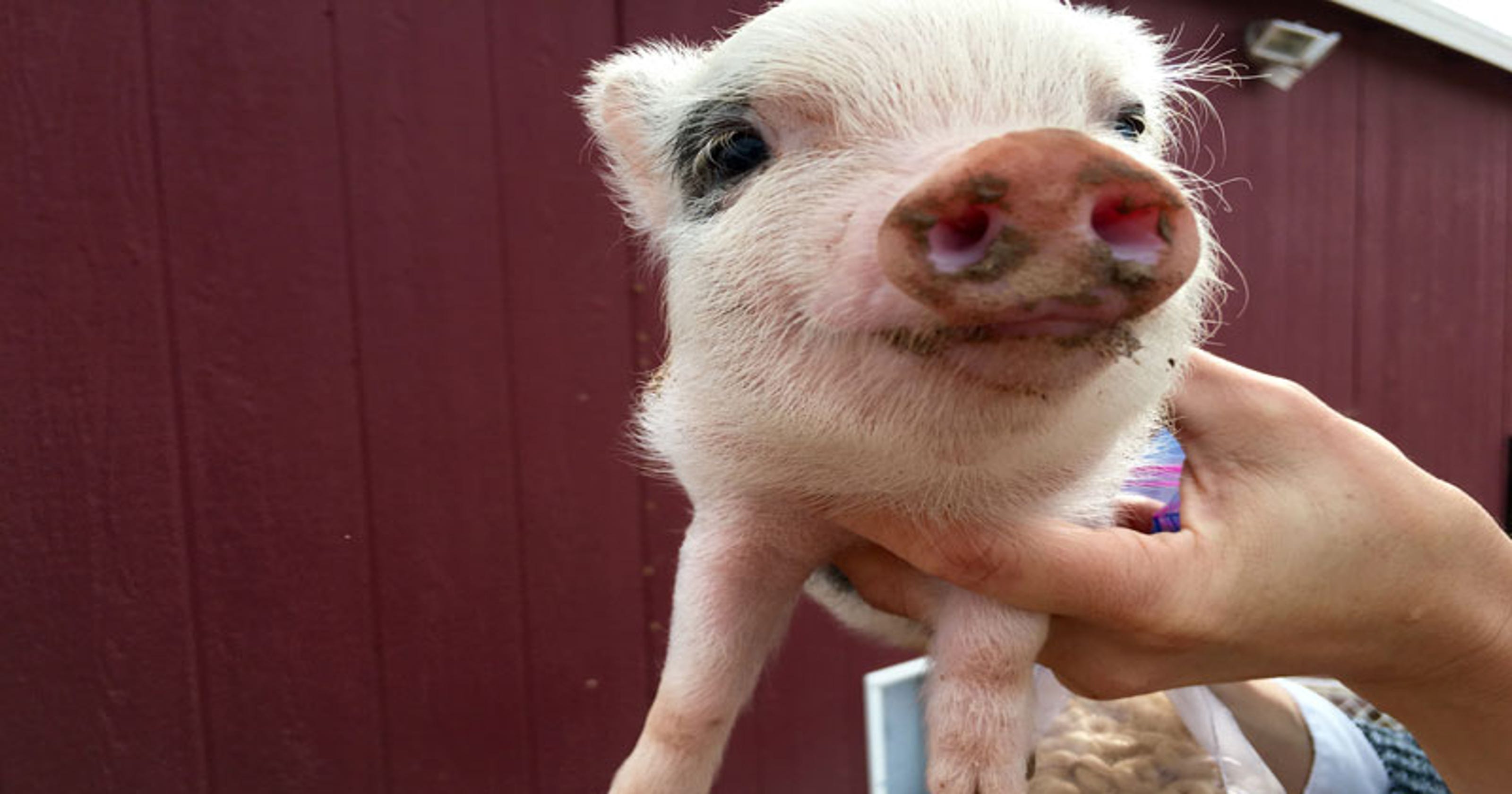 mini pigs pig miniature arizona american grow sanctuary breeders expectations fills claims owners beyond far