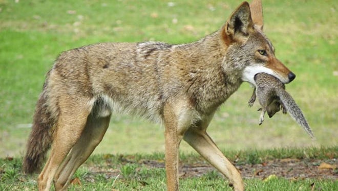 A coyote has a successful squirrel hunt. Farmers say sly coyotes have become a nuisance as they prey on their small livestock flocks.