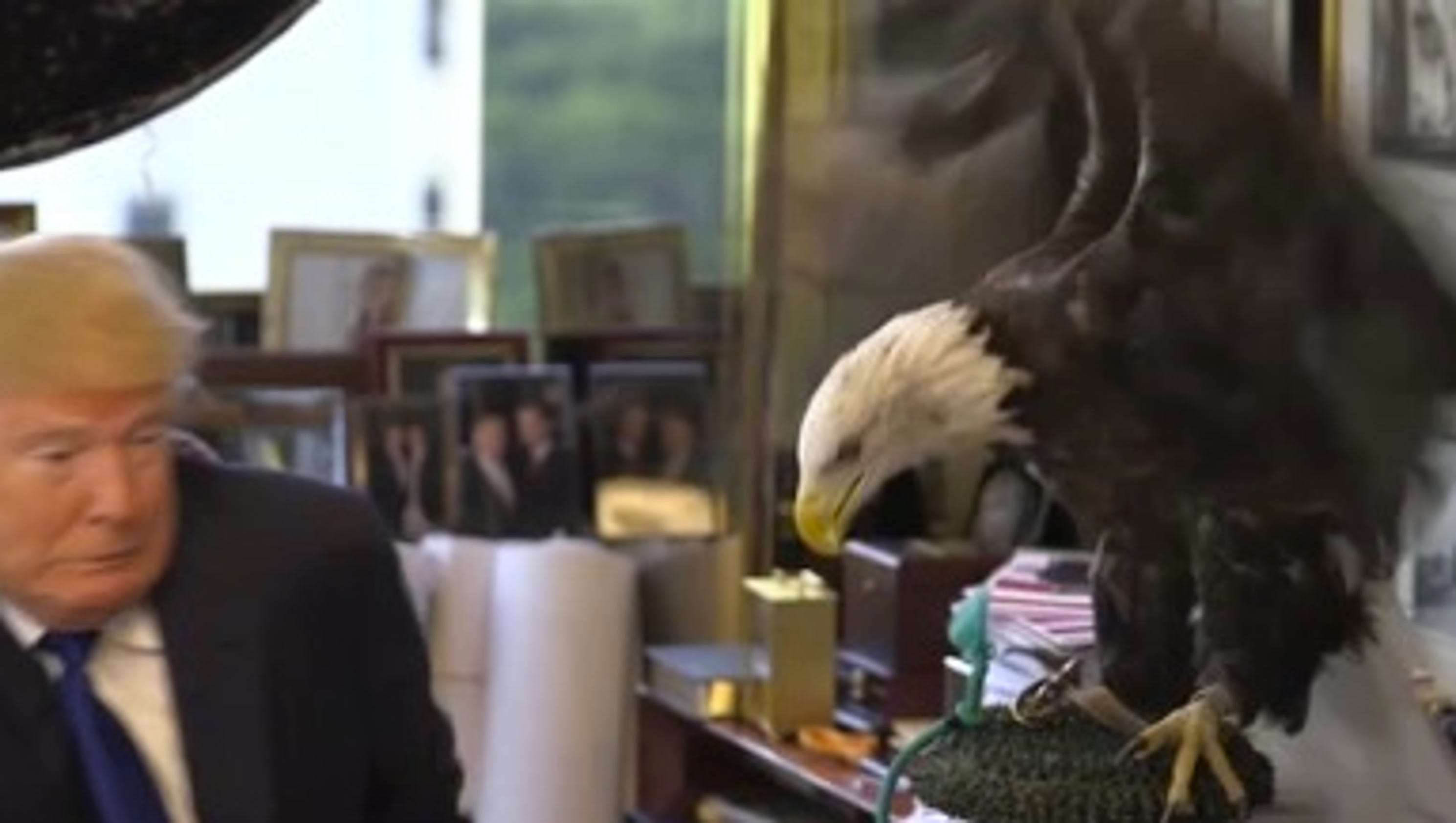 Donald Trump says he wasn't 'really' scared of feisty eagle