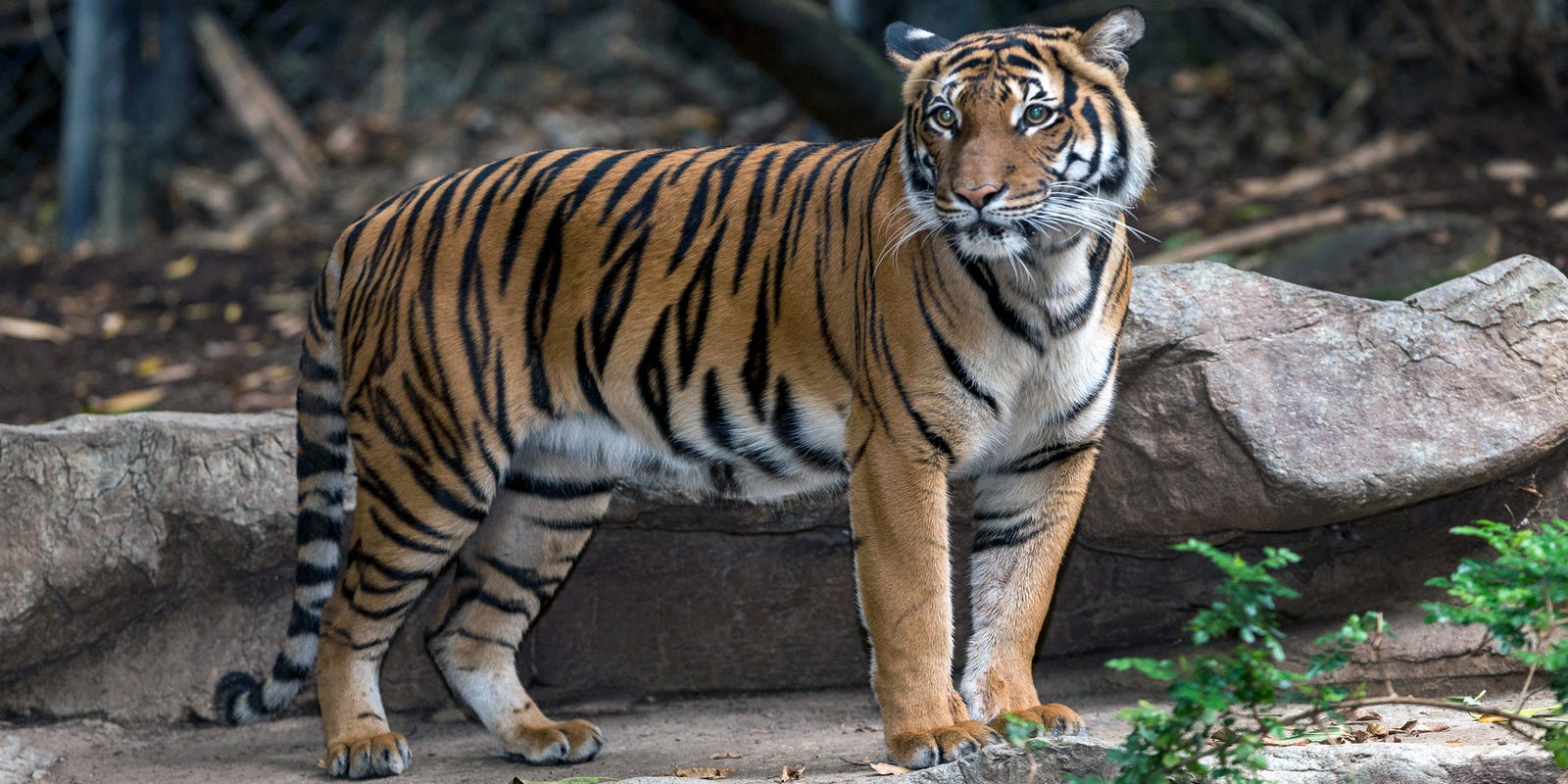 Columbus Zoo Mourns Death Of 15 Year Old African Lion Tomo 10tv Com