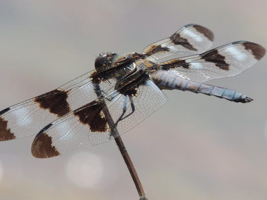 Dragonflies And Damselflies Take Flight In Late Summer
