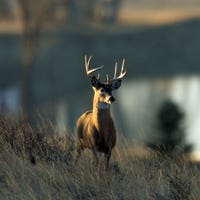 Buck Bragging Between The East And West
