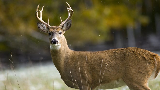 A large whitetail buck waits in an open area.