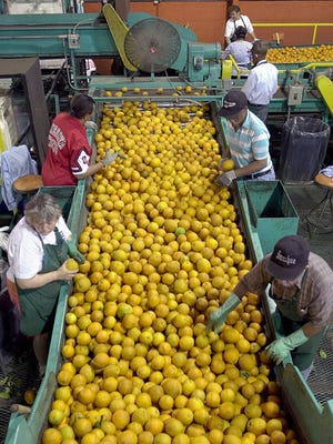 Workers in an orange packing house in Haines City, Fla., on March 23, 2000.