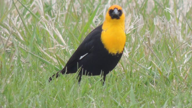 The yellow-headed blackbird is a much sought-after bird during May migration. These birds can be found in marshy areas, often alongside their close relative, the red-winged blackbird.