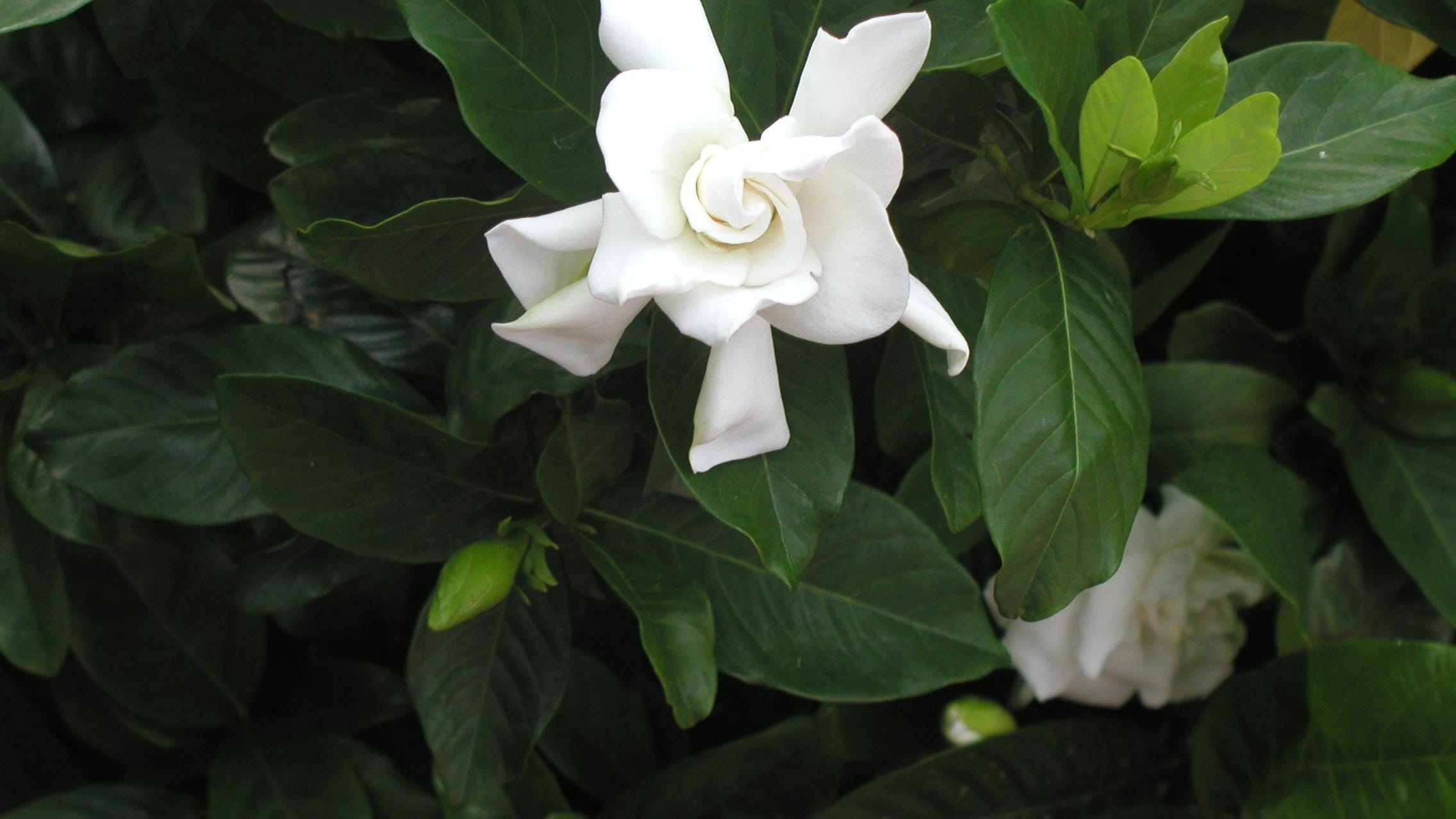 Gardening Gardenias and Florida