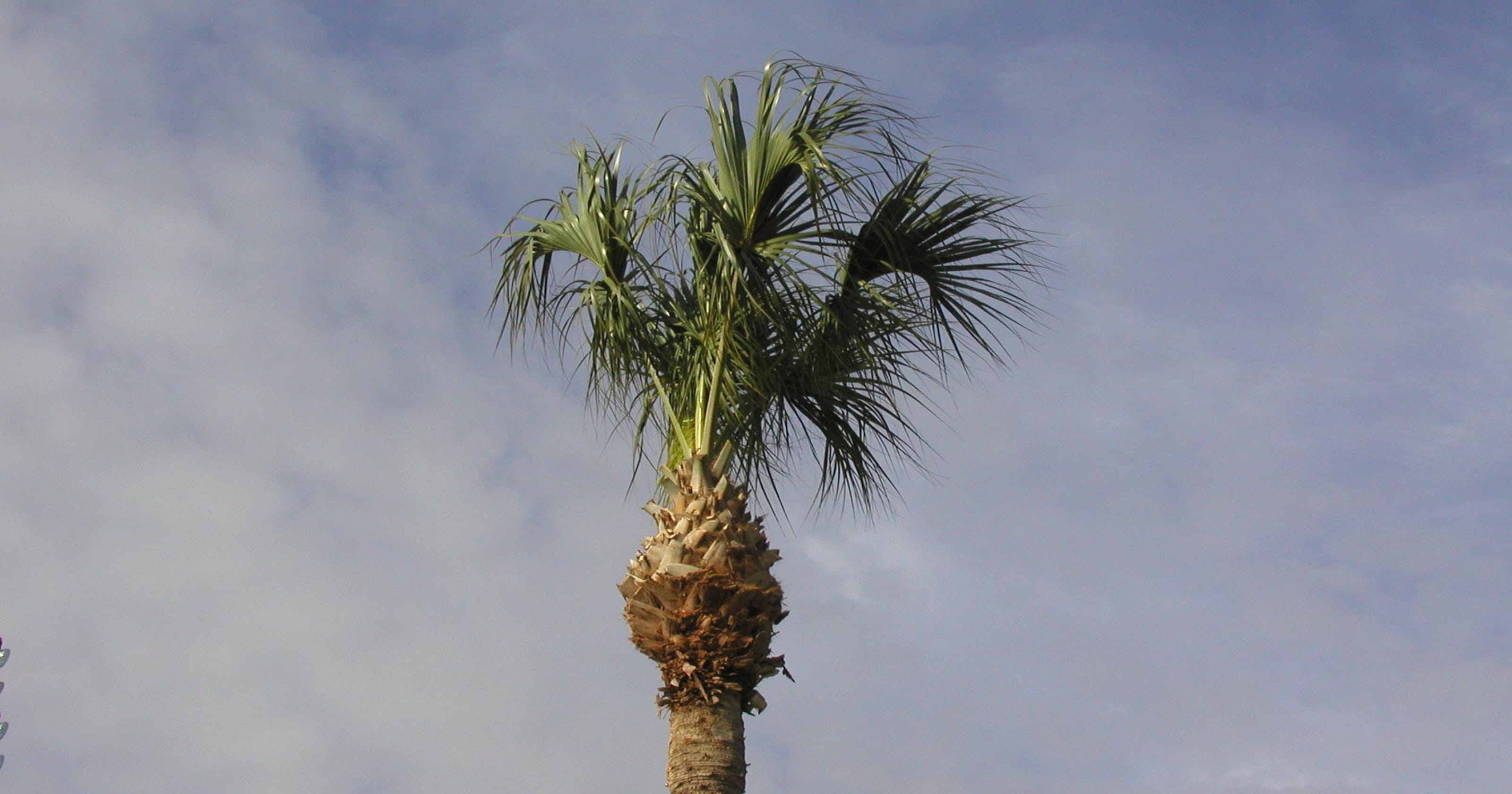 stop-over-trimming-palm-trees