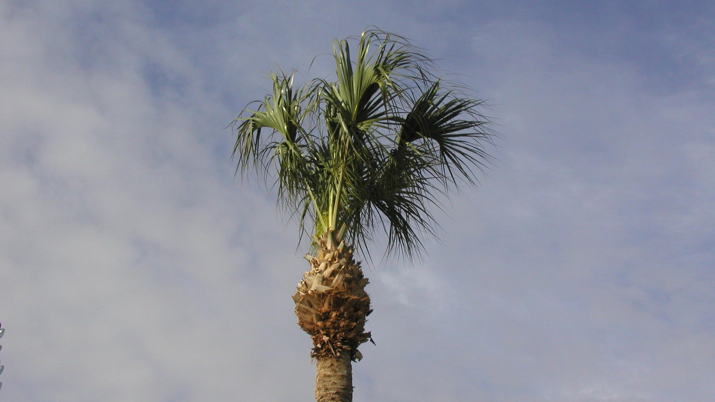 Пальма букв и звуков. Пальма Iriartea gigantea. Каданг Каданг кокосовых пальм. Кокайрос Пальма. Пальма йоханестмания.