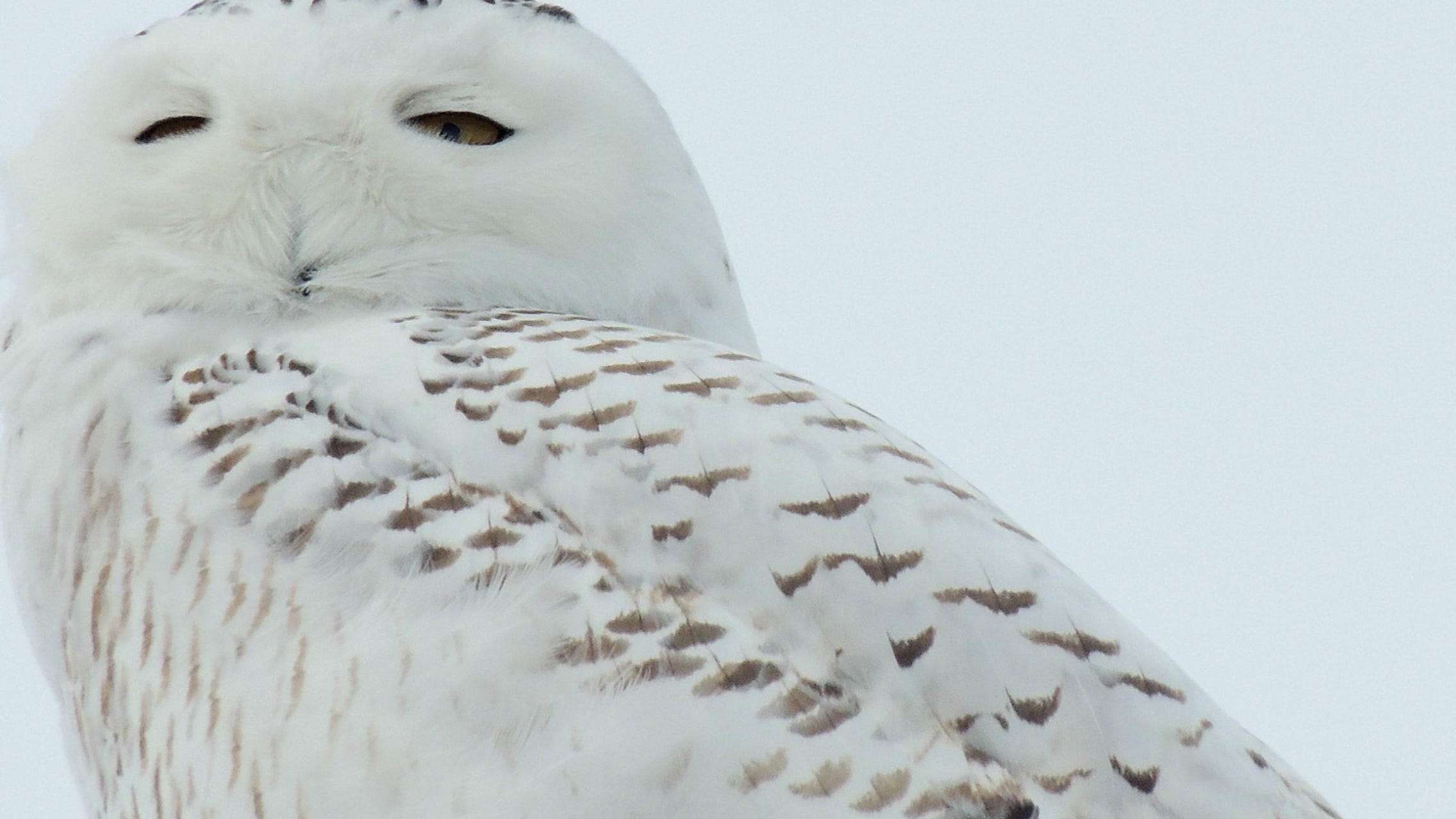 Winter Hawks And Birds Of Prey Greet Wi Travelers