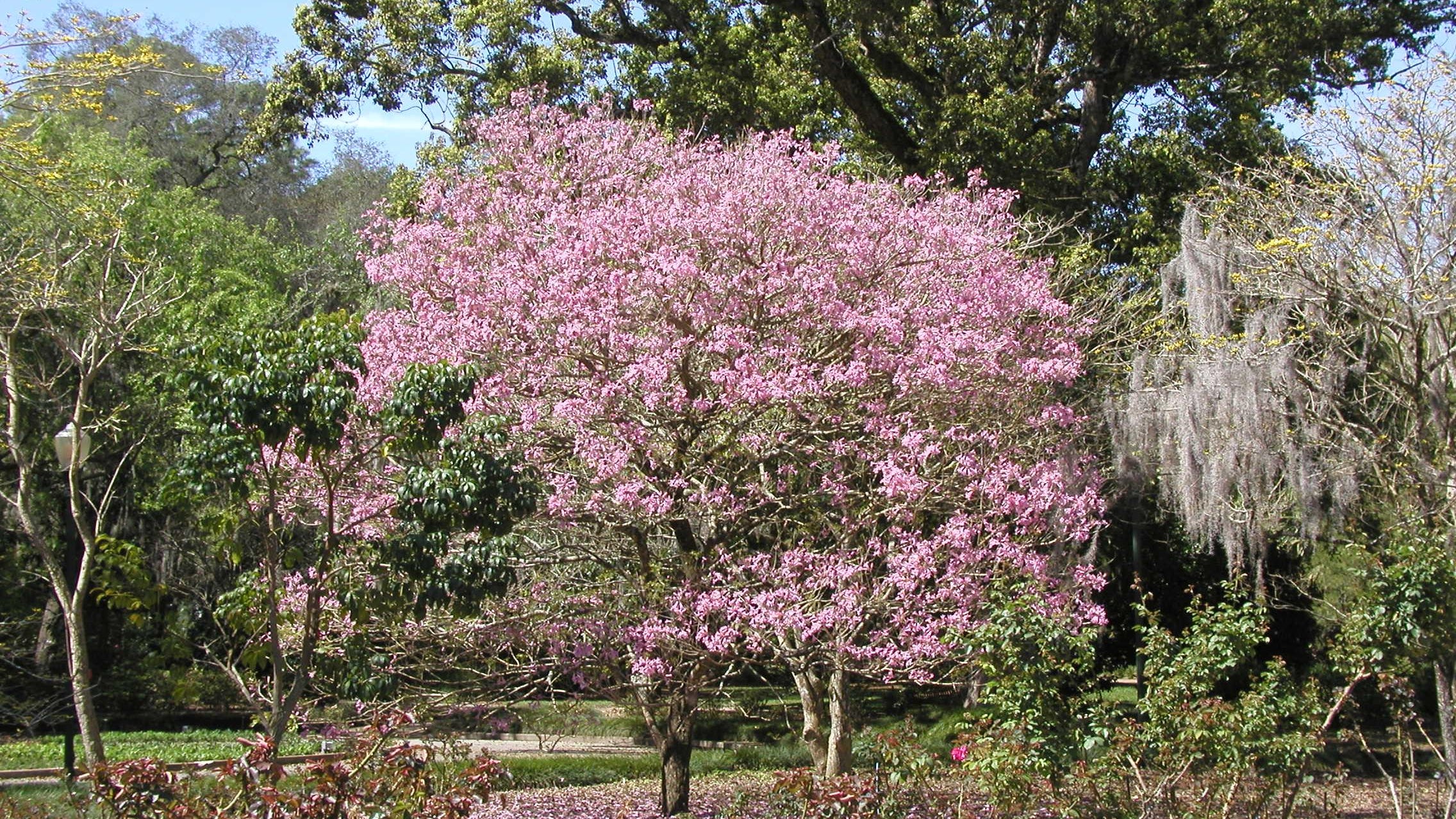17 flowering trees to plant this spring