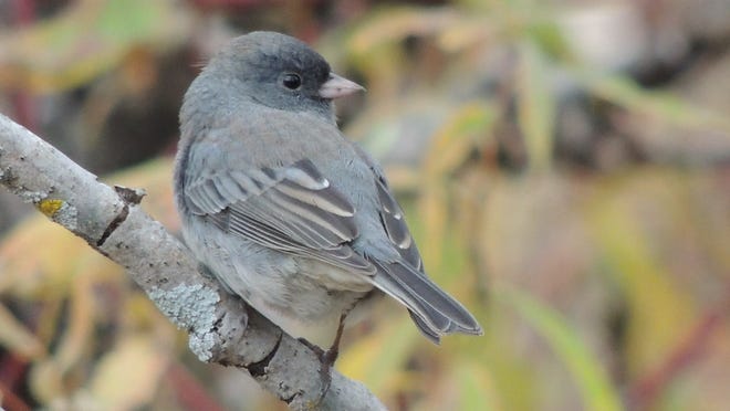 Attract fall and winter birds to your yard and garden this season.