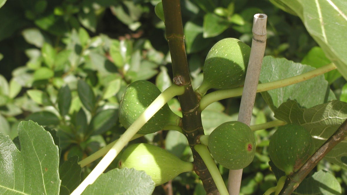 Dead Fig Tree Brought Back To Life Through Pruning