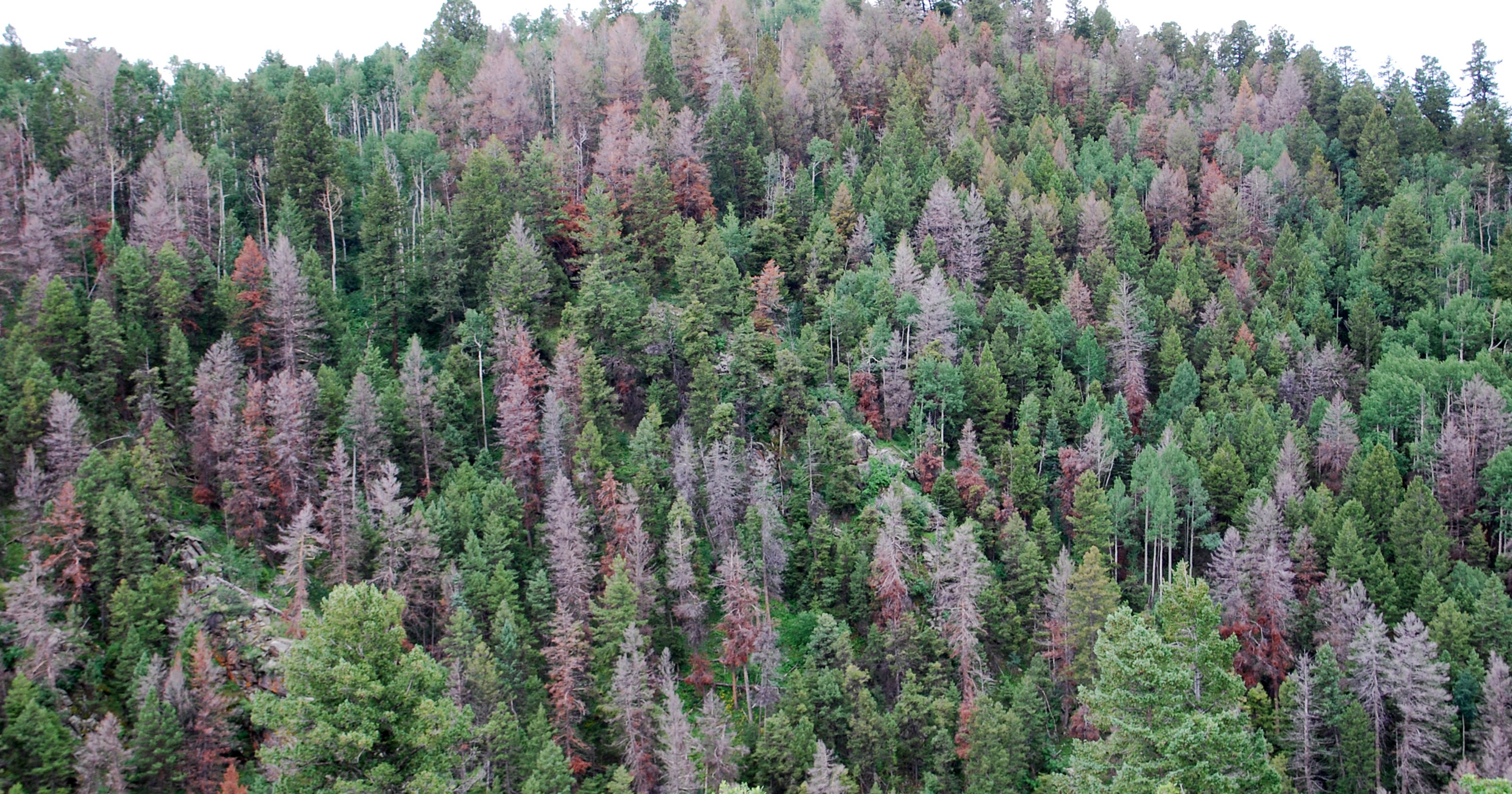 Lingering Dead Trees In Colorado Forests Put Us In Danger Of