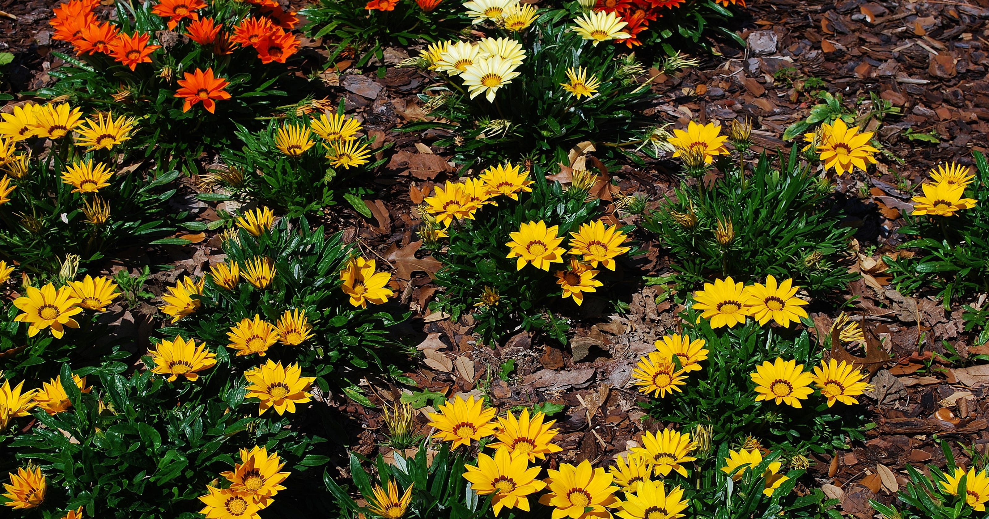 Gazania daisies tolerate Treasure Coast summer heat