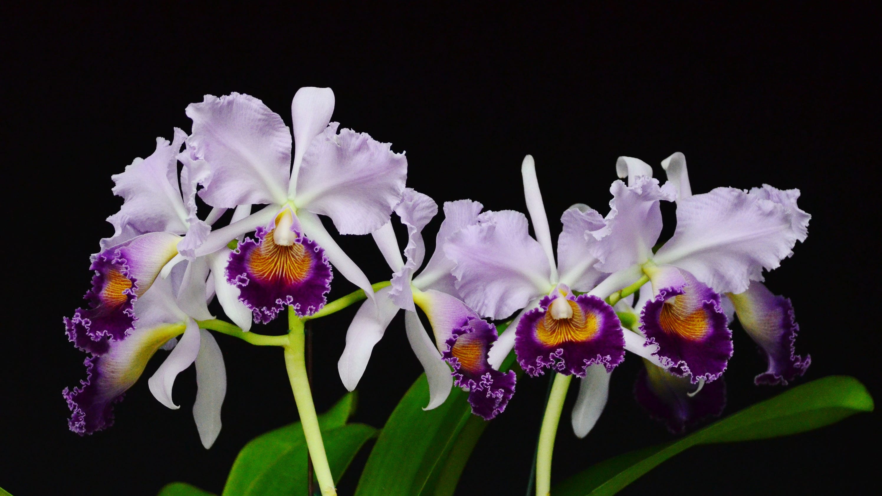 Exotic orchid displays take over museum